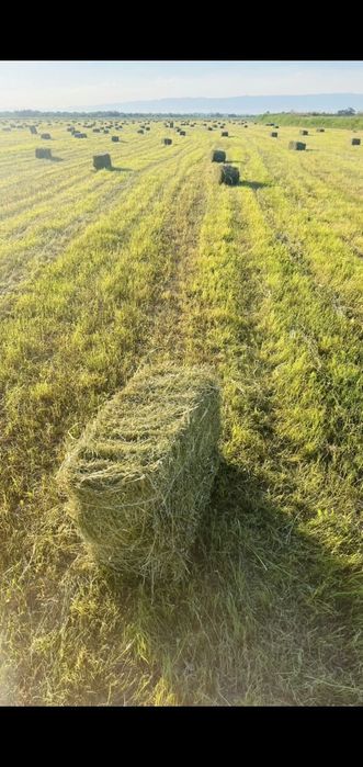 Продам люцерну,урожай 2025