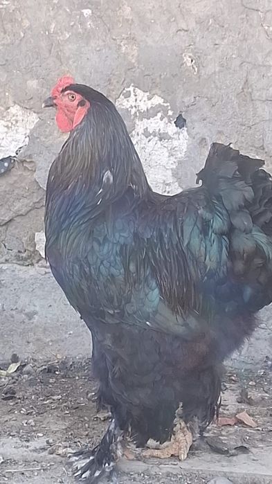 Брама балапандар