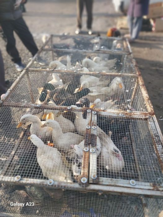 Утки и утята продаются