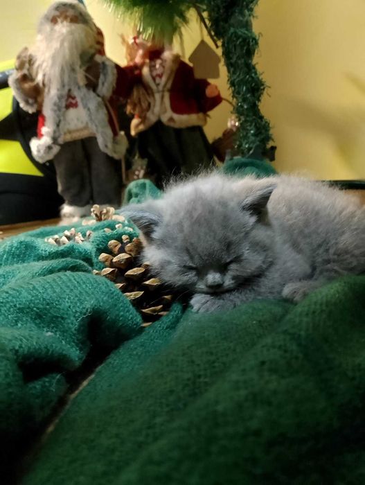 Британски принцеси