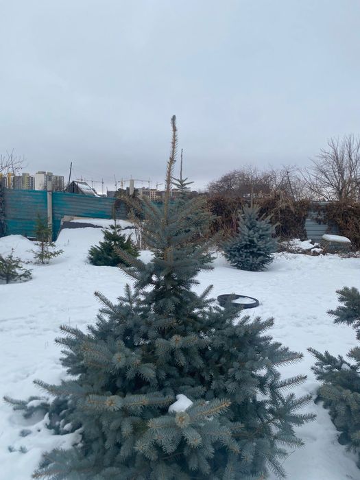 Ели голубые , самовывоз