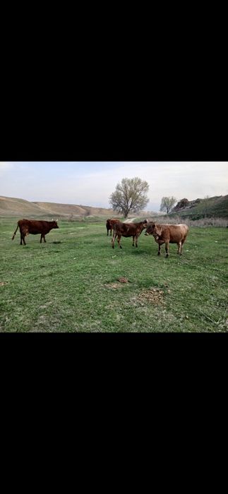 Продам коров быков