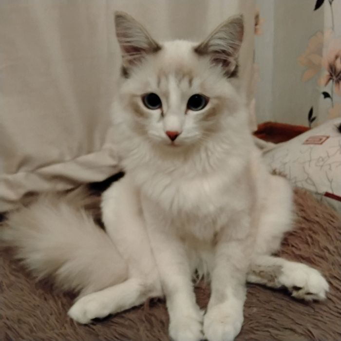 Пропал кот 1год.
