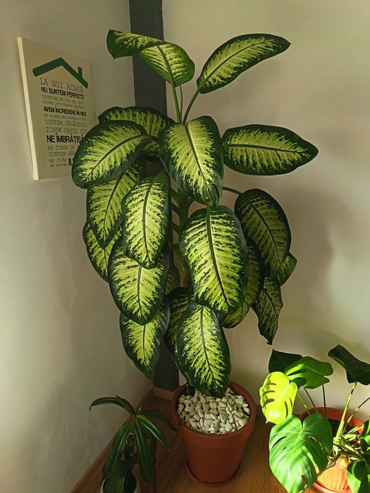 Vând floare apartament