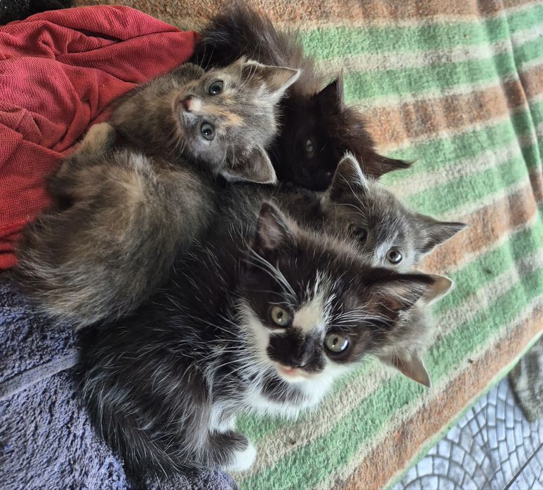 Отдам котят в добрые руки