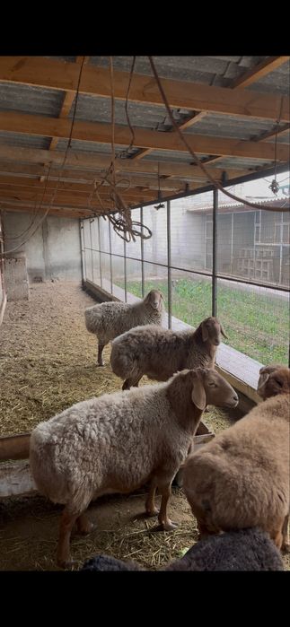 4 та зотлик совлук кой сотилади