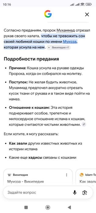 котята в дар г.Шу