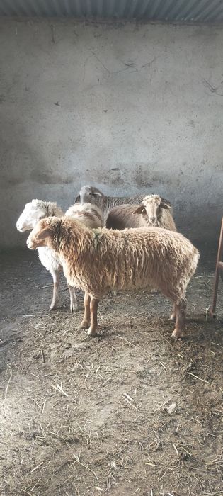 Продам тохты костраты жирные