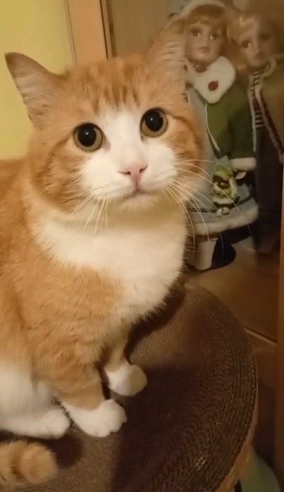 Добродушный котик ищет дом