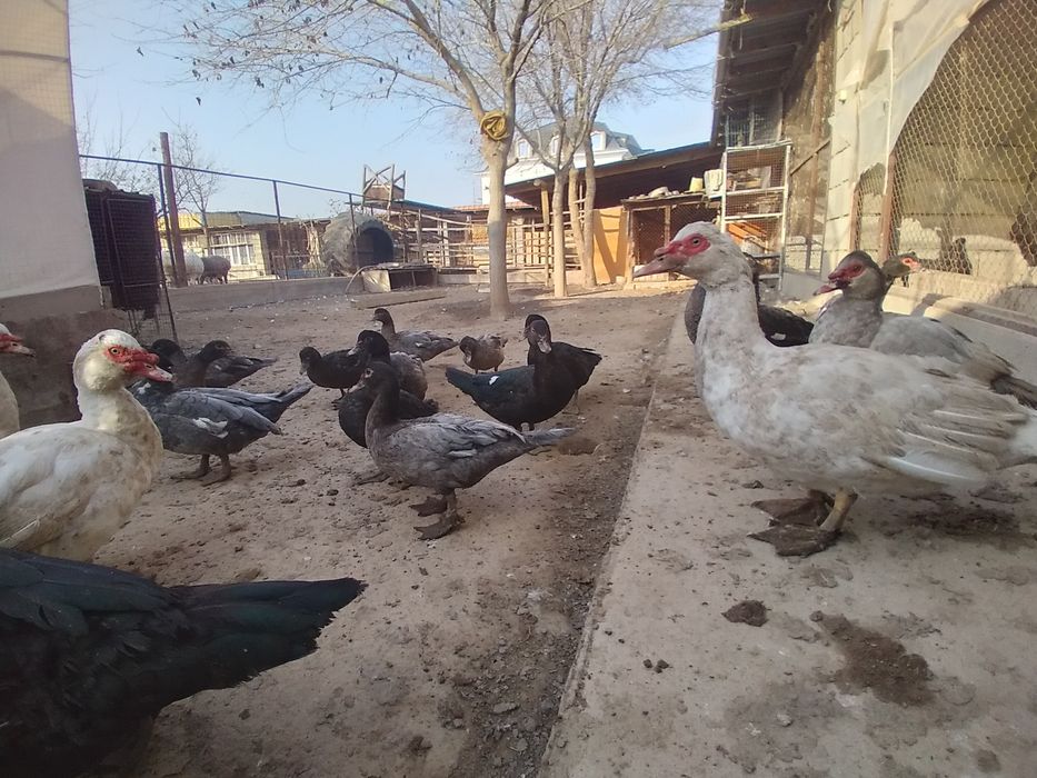 Индо-уткий 18 шт .