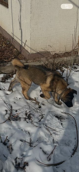 Продам щенка америкаскай акиты !