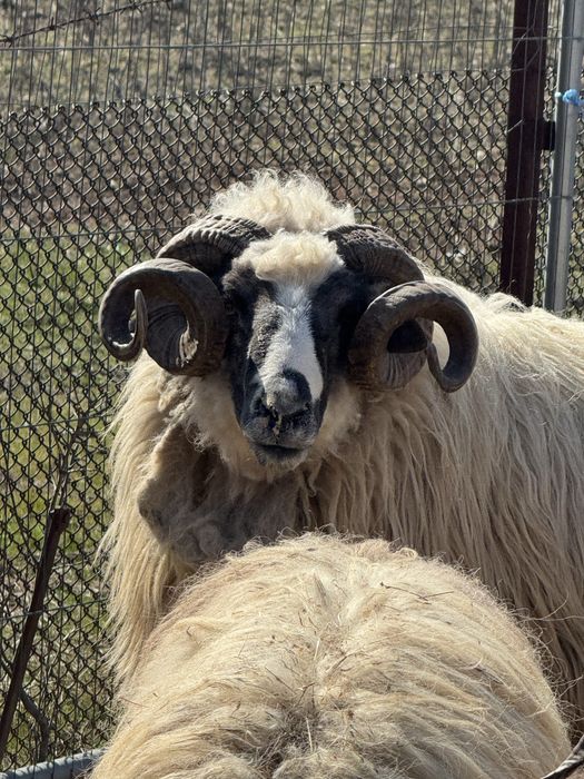 De vanzare 2 berbeci brezi de Hateg