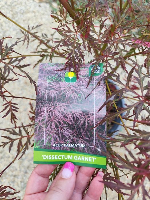 De vânzare arțar japonez