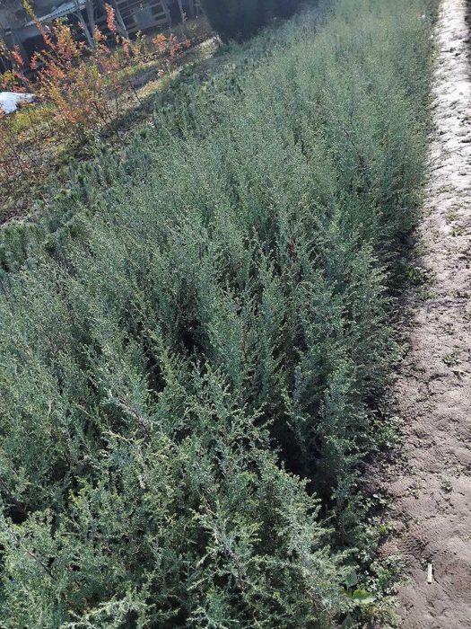 Арчалар сотилади сенсалар