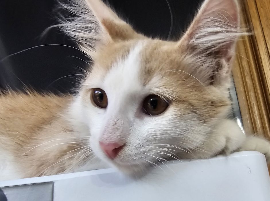 Котенок  мальчик)))