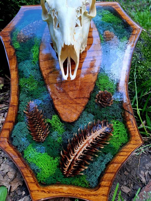 Panoplie rasina - trofeu cerb, coarne, capra neagra, mistret, caprior