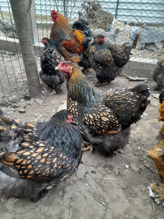 Ouă și pui Brahma Uriaș,Cochinchina PITIC negru bobat și porțelan,Mii de FLORI Lemon și Auriu Porțelan, Mătase Japoneză
