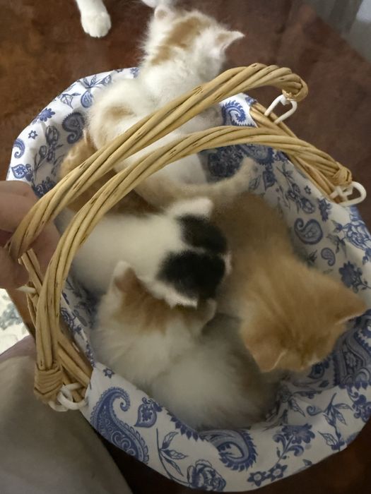 5 котят 3х недельные