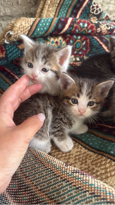 Малинкие котята  отдам даром