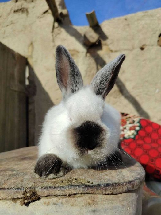 Kaliforniya quyon bolalari sotiladi 2 oylik