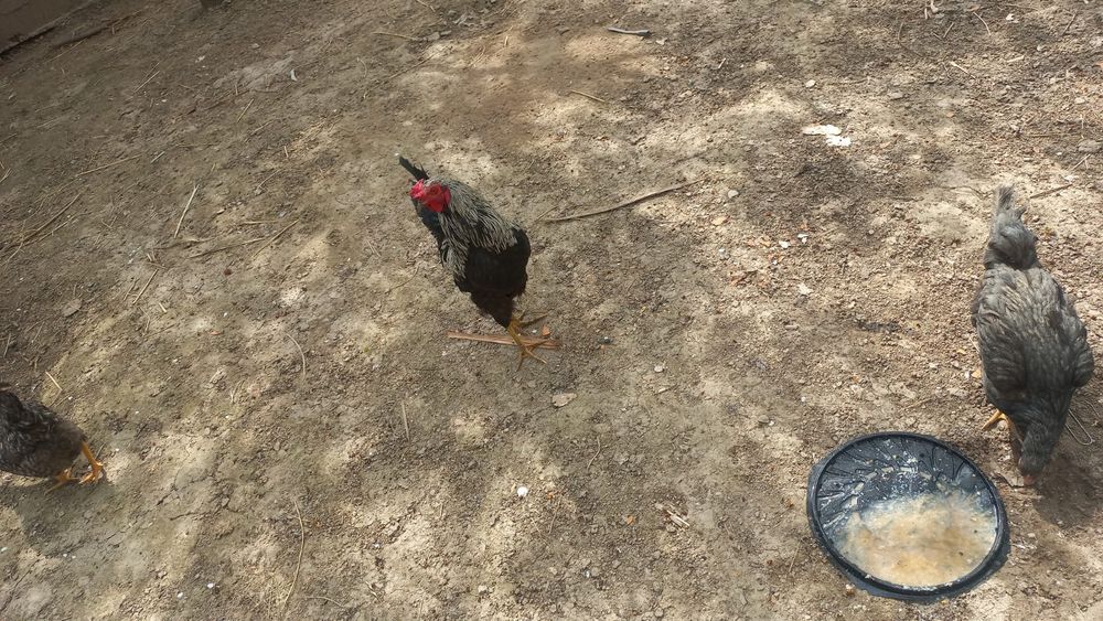 Курицы продаются