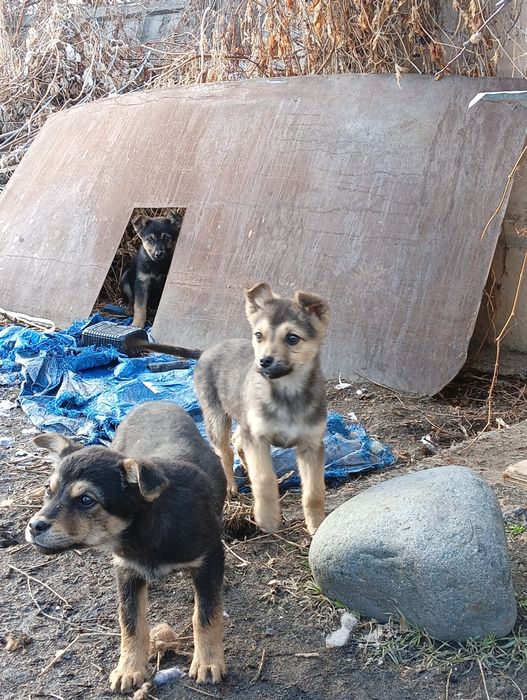 Отдам щенят в добрые руки