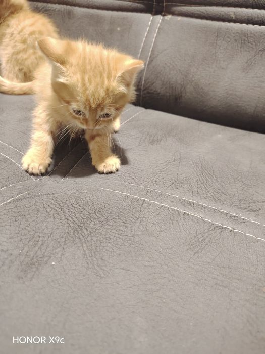 кошки болша 2 месяц