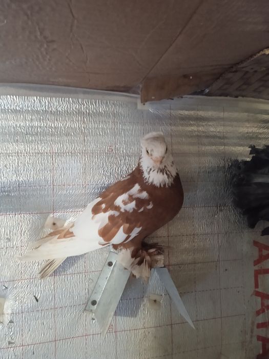 Прадам трёх голубеи