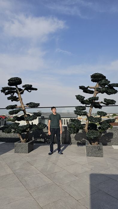 Bansay япон дарахти йасаб берамиз