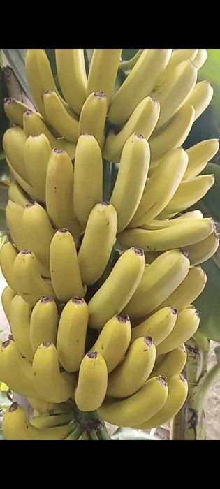 Banan papaya ko'chatlar sotiladi