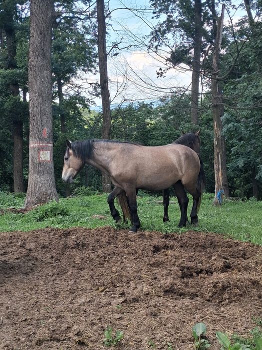 De vânzare un armăsar de 2 ani