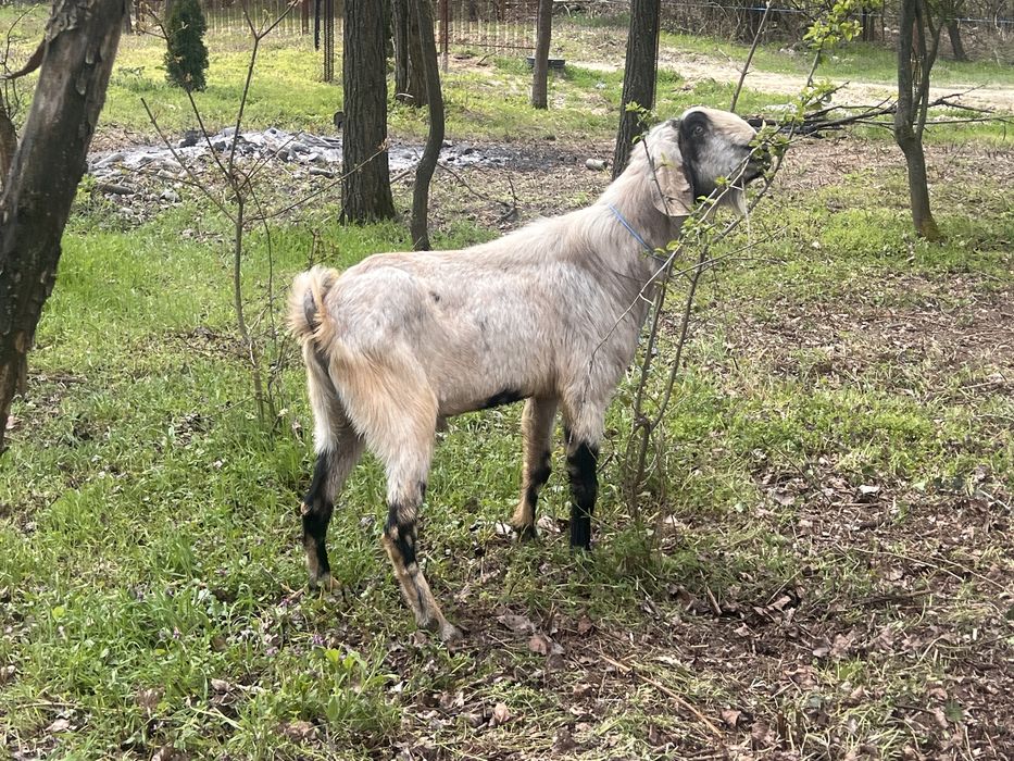 Tap anglonubian varsta 2 ani jimate