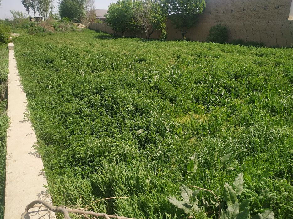 Участка сотилади Янгийул тумани,11 сотих