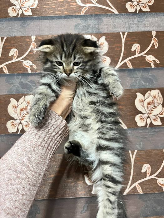 Чиройли мушук боласи сотилади жинси угил