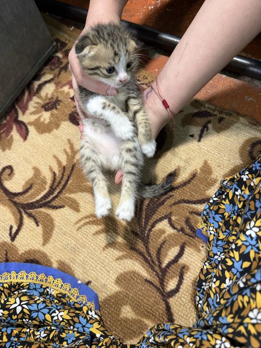 Шодланские весло ухие коттята