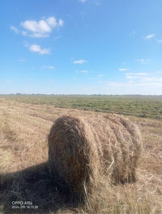 Сено в рулонах свежее