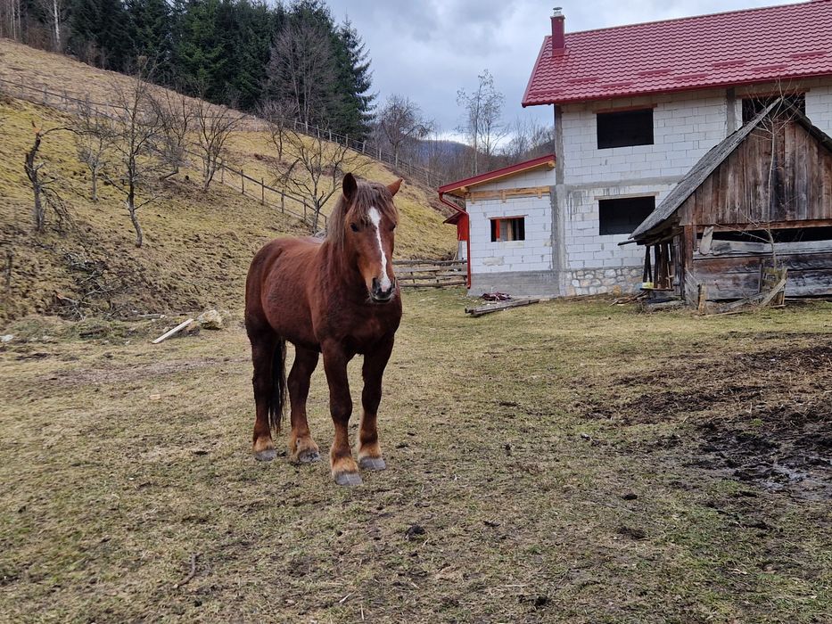 Vând cal, armăsar in vârstă de 2 ani!