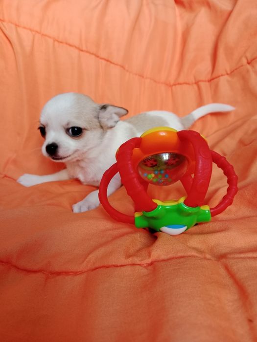 ,,В продаже щенки Чихуахуа.