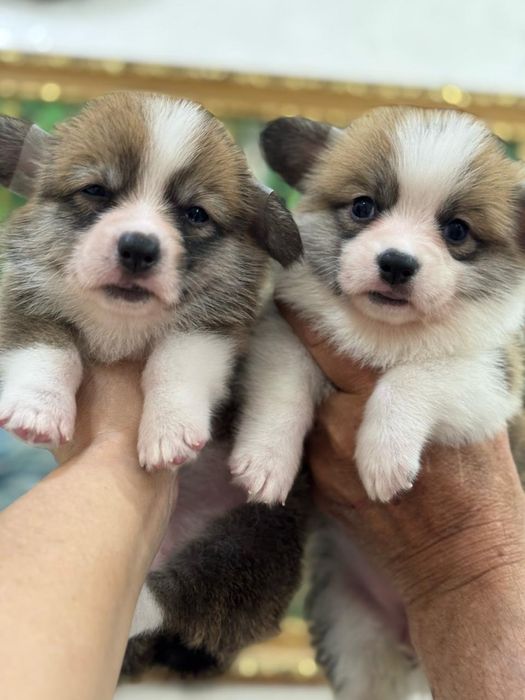 Супер щеночки вельш корги