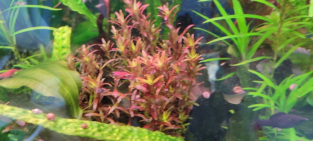 Аквариумные растения