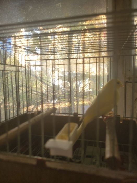 canari frumosi iasi