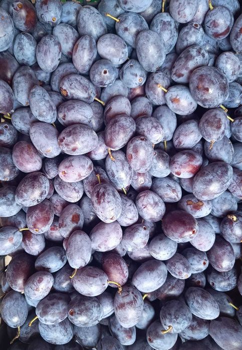 Prune bistrite pentru dulceata sau compot