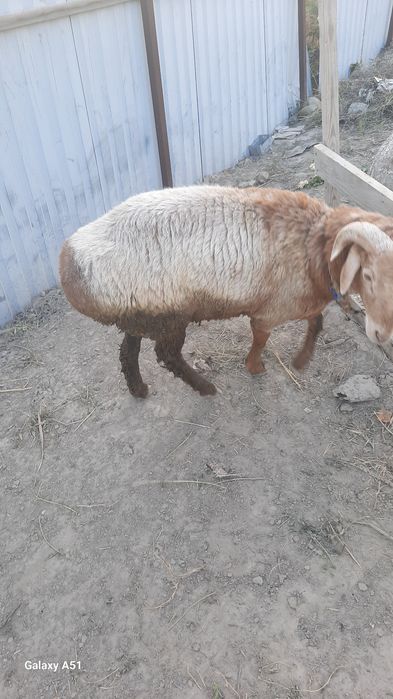 Qo'chqorlar sotiladi.