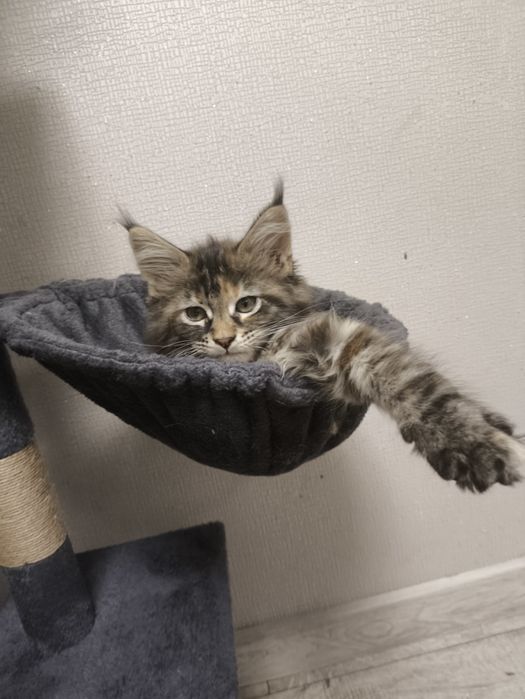 Мейнкун котятки.Милые девочки.