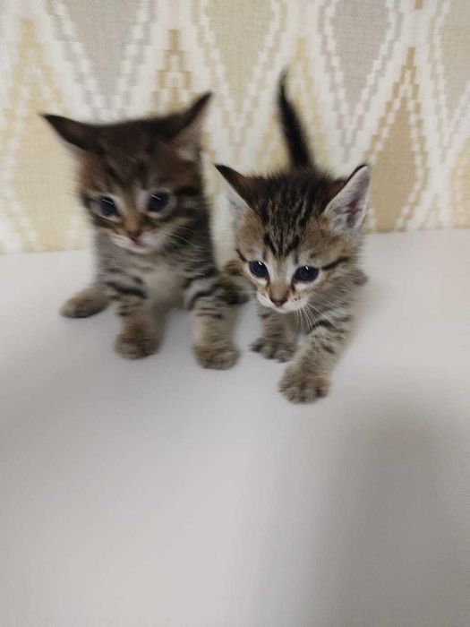 Отдам котят в добрые руки