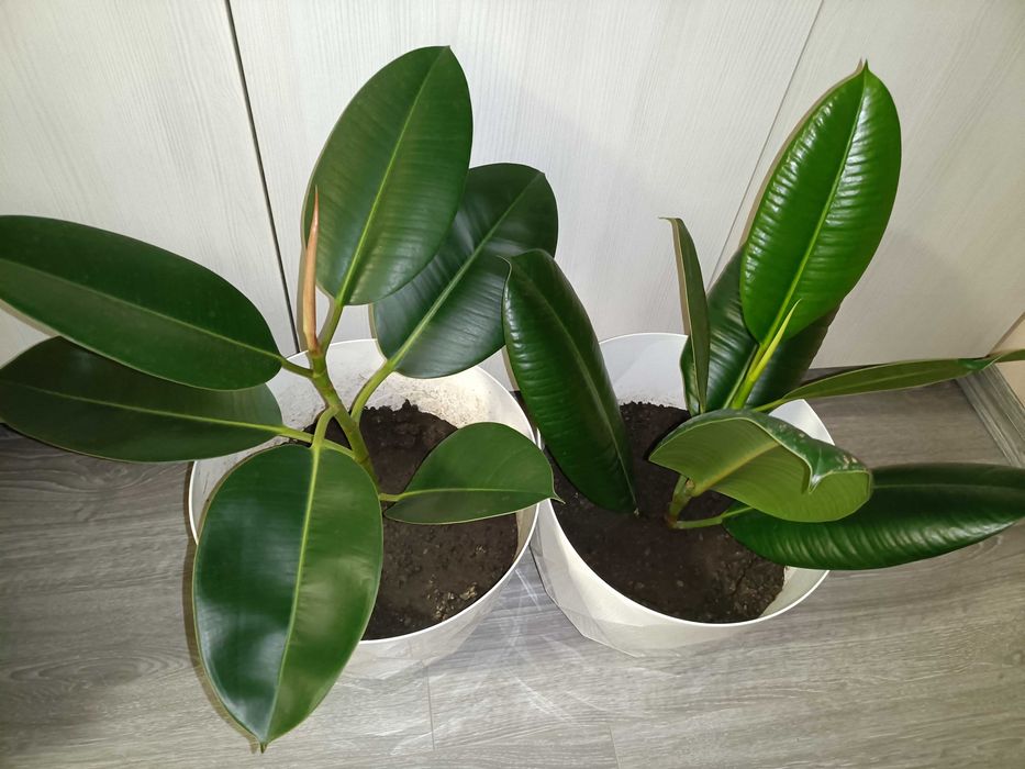 Puiet ficus clasic, livrare gratuită