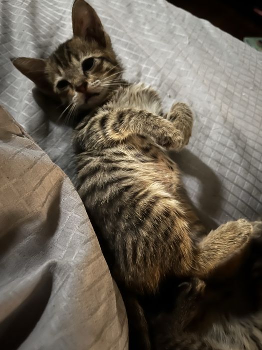 Котята мальчики