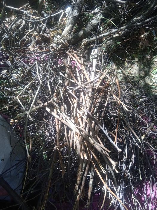 Отдам дрова. Бесплатно