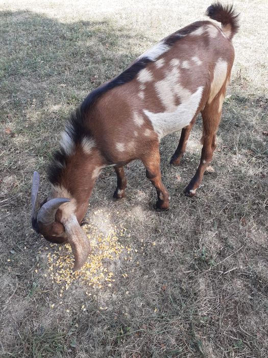 Vand Urgent, Țap Anglo Nubian cu pedigree, rasă pură