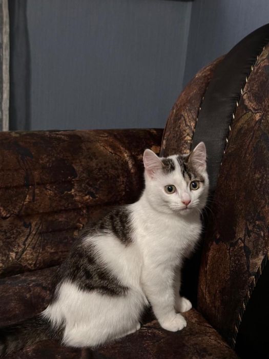 Чудесная кошечка